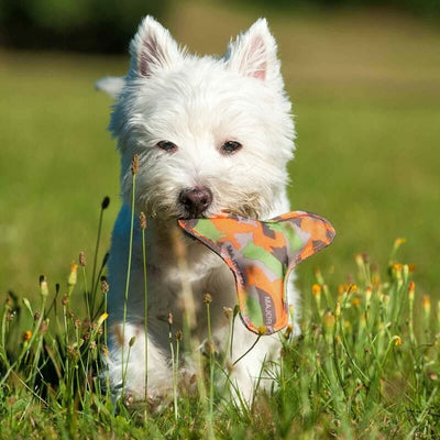 Major Dog Boomer - SPCA HK