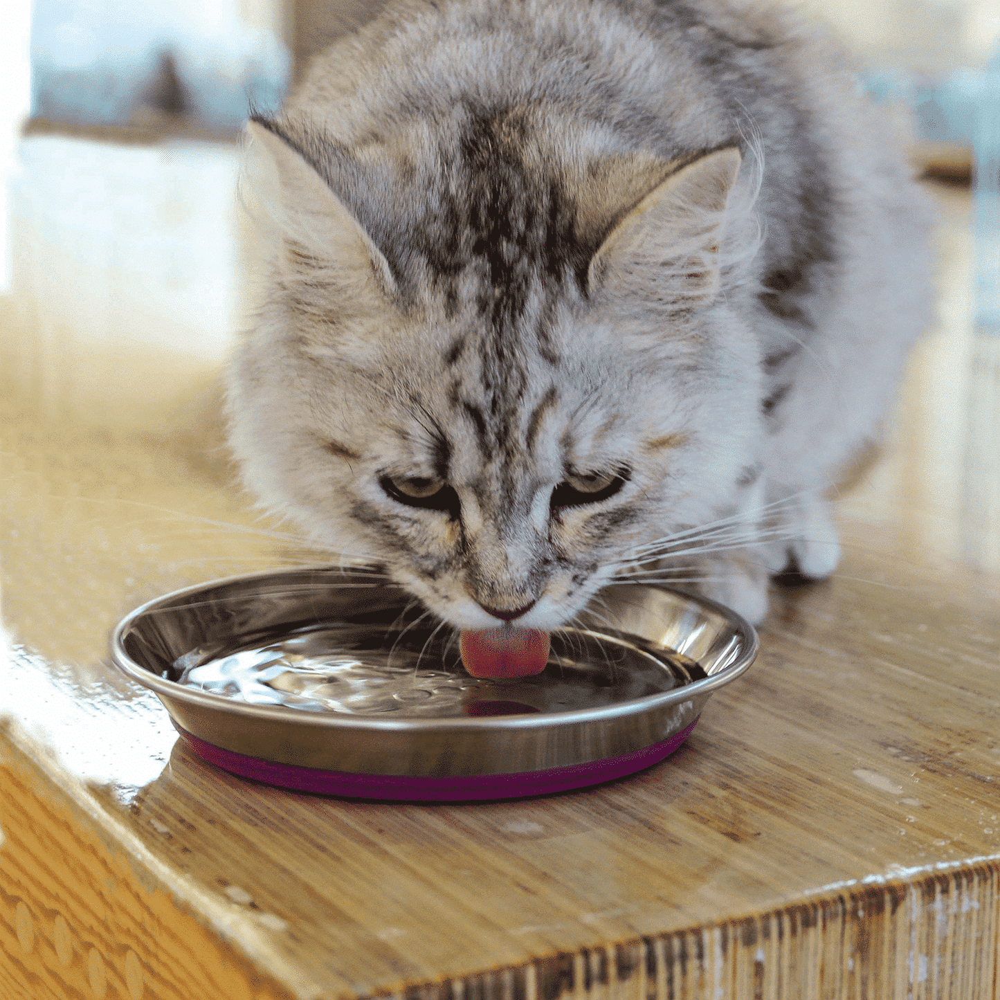 CBOWL21- Anchovy-SPCA HK