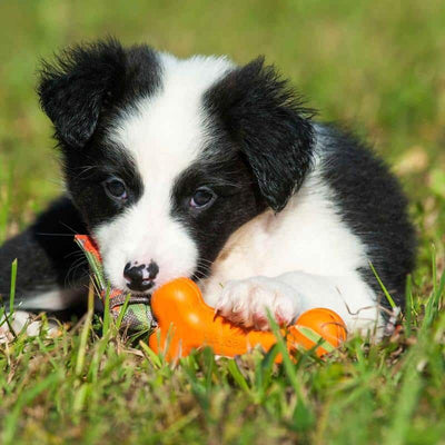 Major Dog Bone Dummy(S) #31032 - SPCA HK