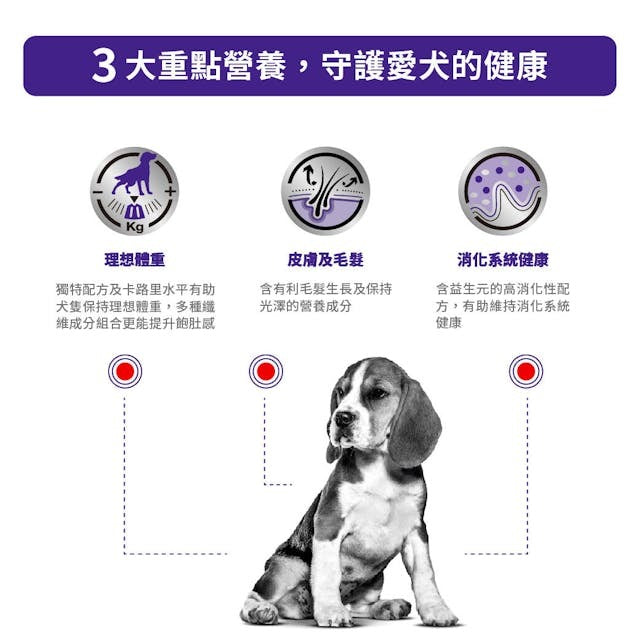 Royal Canin NEUTERED ADULT Medium Dog Dry Food-SPCA HK