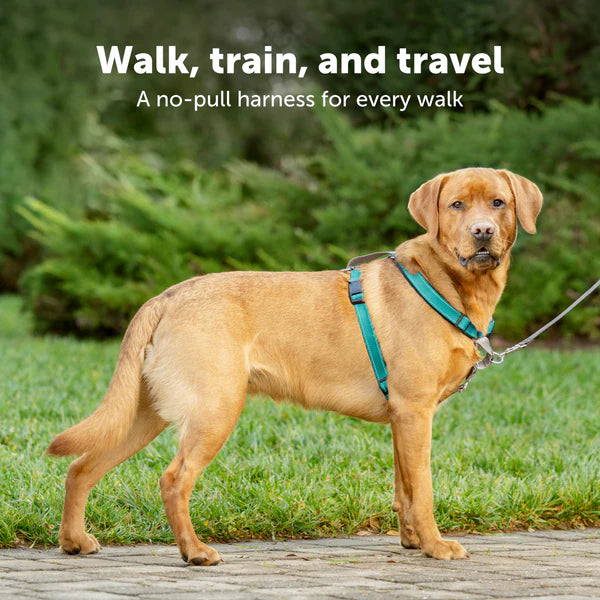 PetSafe 3合1胸帶