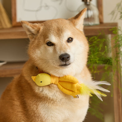 HIKOINU - Bird - SPCA HK
