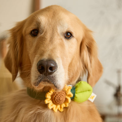 HIKOINU - Sunflower - SPCA HK