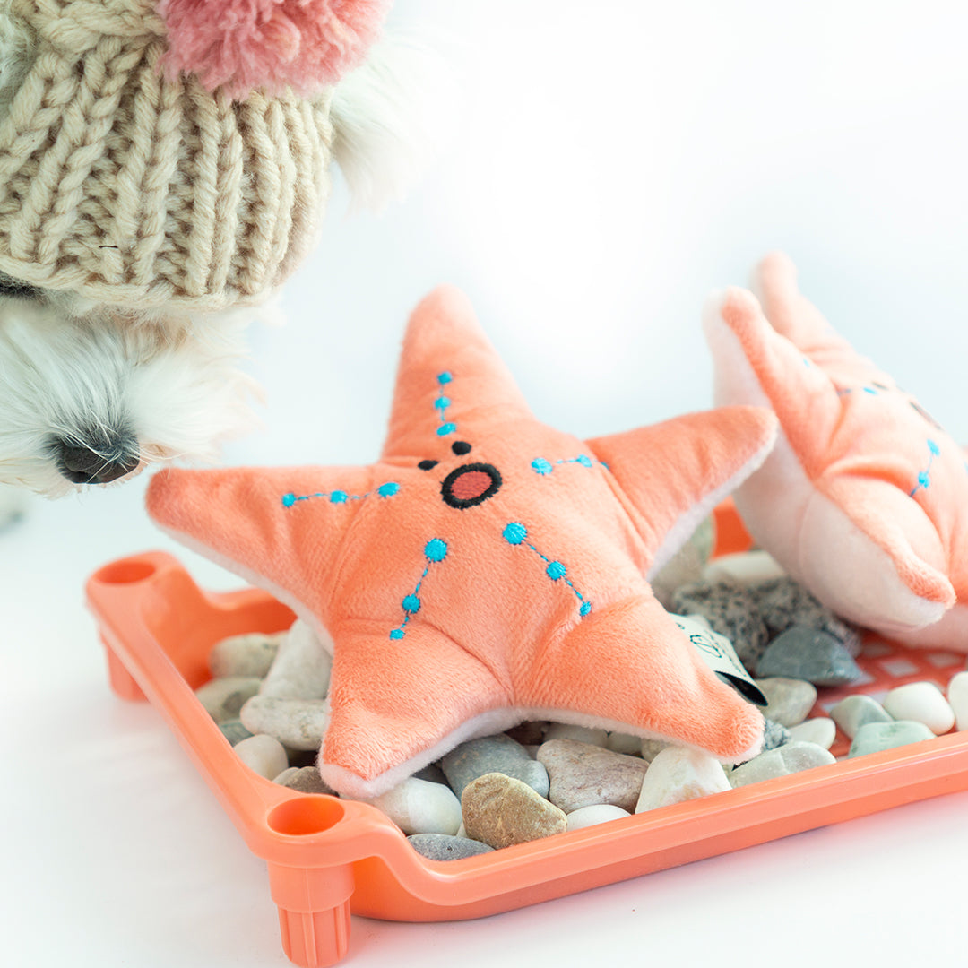 Dingdog - Seafood Starfish