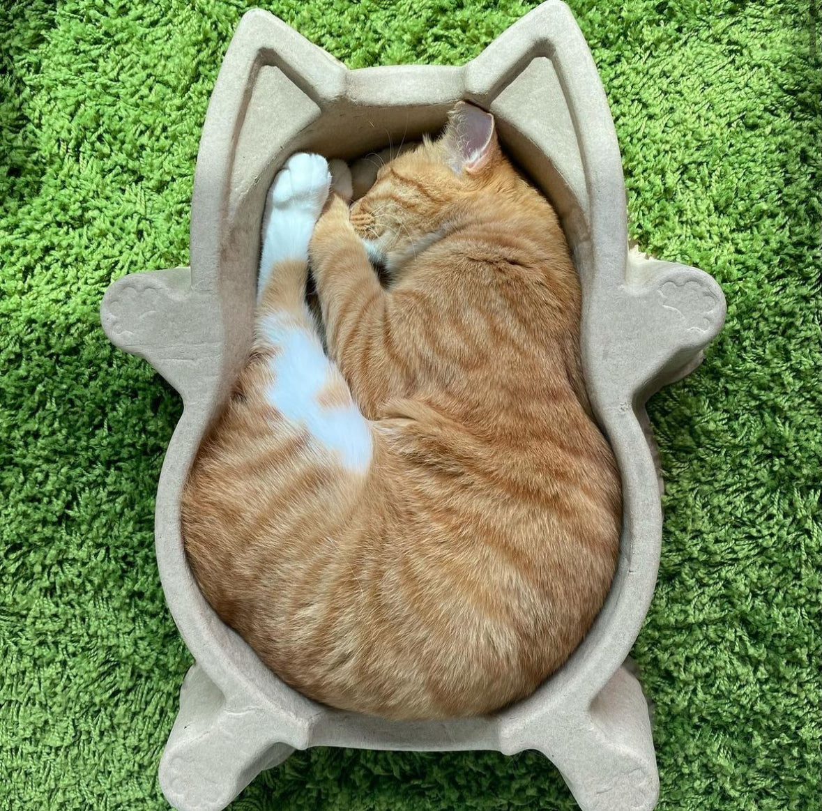 CATBANG-DDUNDDUNI 紙漿貓窩 <10公斤