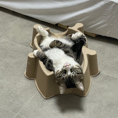 CATBANG-DDUNDDUNI Pulp Cat Bed<10kg