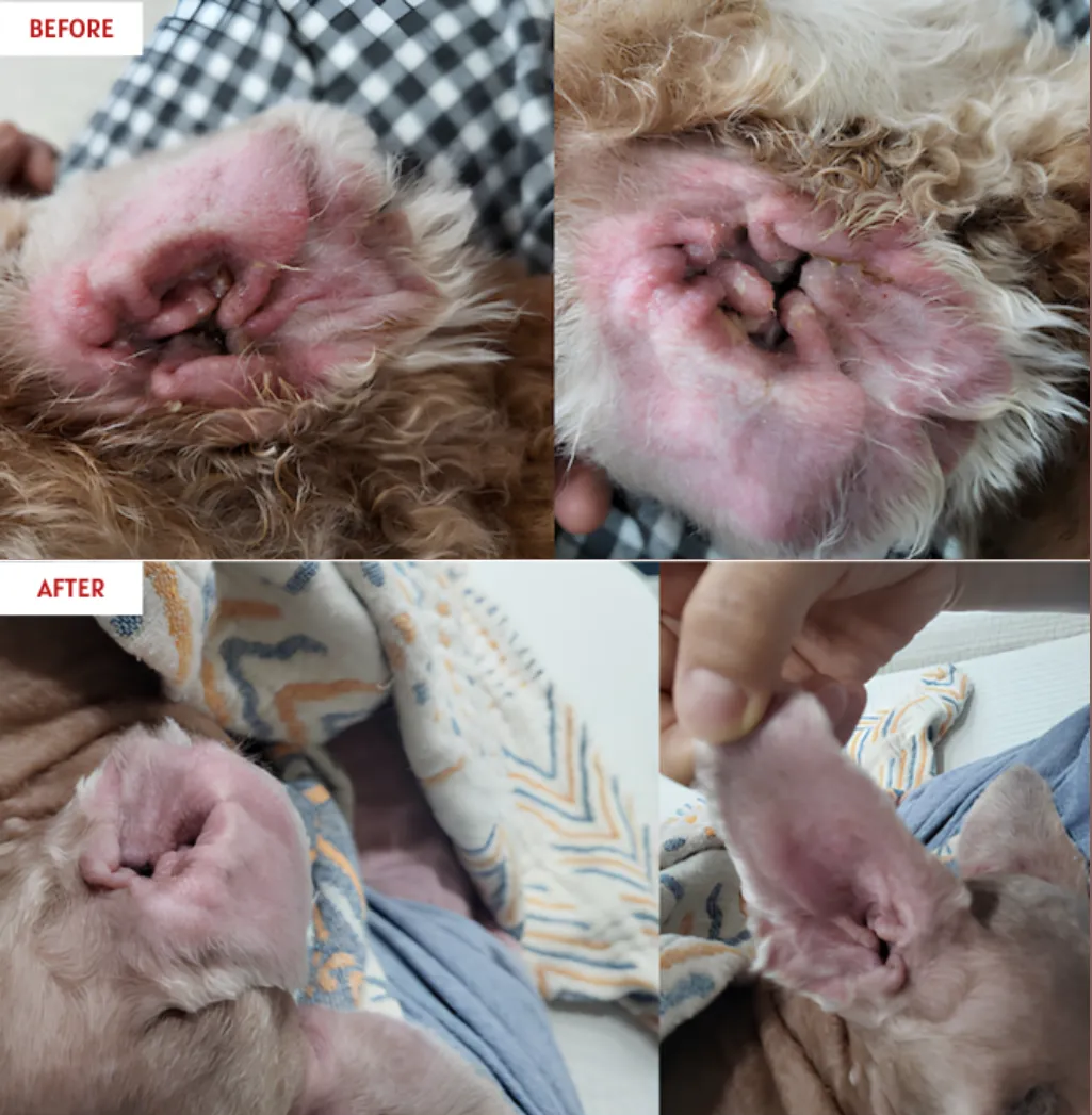 DearBuds Pro Ear Dehumidifier(APP Available) -Cat/Dog/Human
