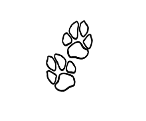 SPCA Tattoo - Shiba