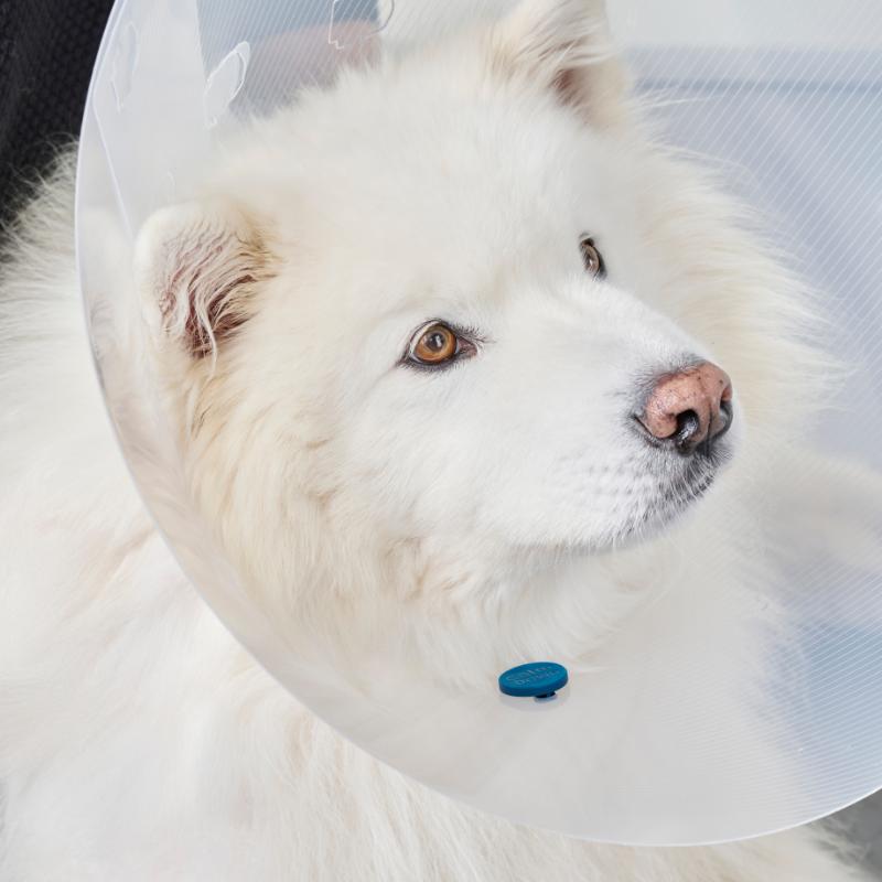 KRUUSE CalmDown Post-Op Button Dog #841001