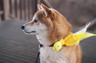HIKOINU - Bird - SPCA HK