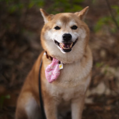 HIKOINU - Spangle Mini (Pink) - SPCA HK