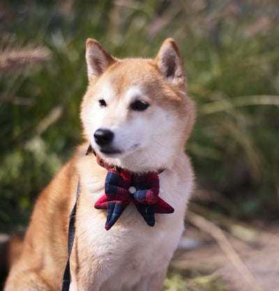 HIKOINU - Check Ribbon