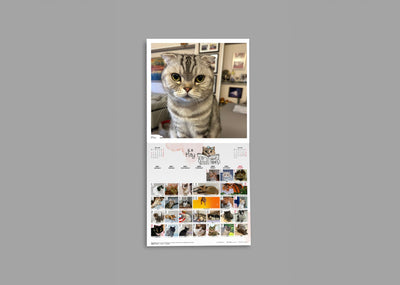SPCA Cat Monthly Wall Calendar 2026