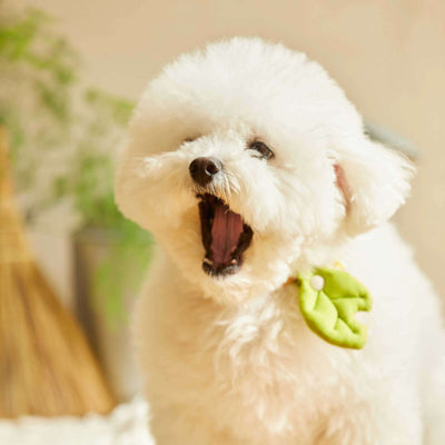 HIKOINU - Baby Leaf - SPCA HK