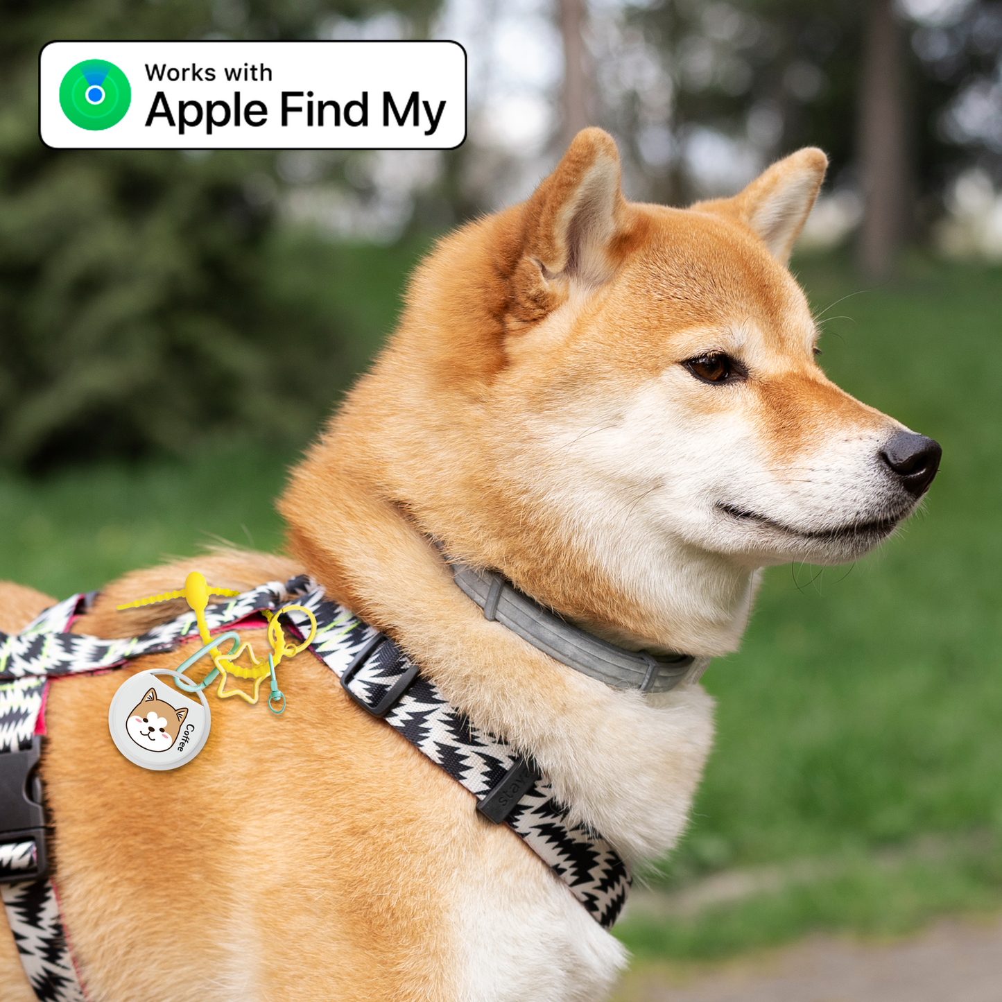 Find My Pet Tag