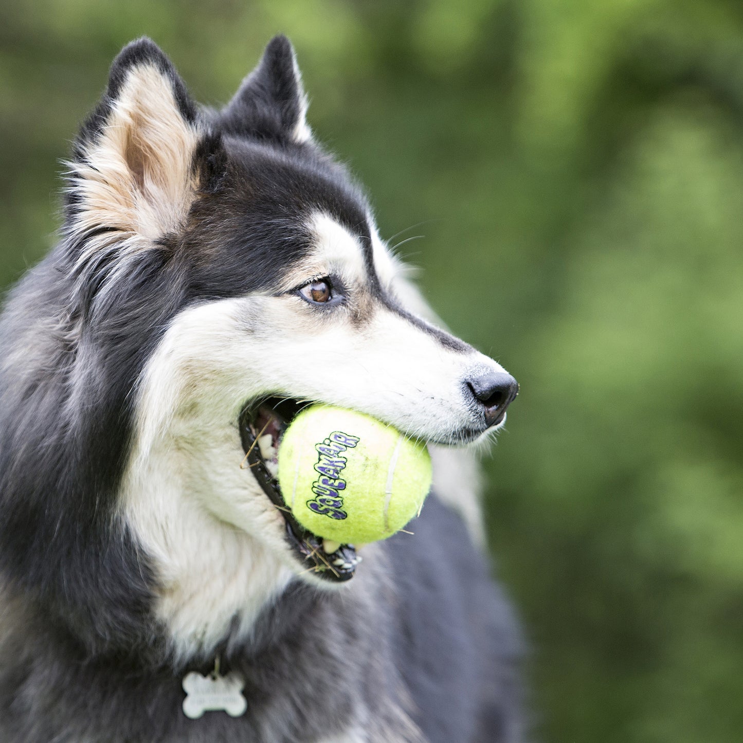 Kong Air Squeaker (S) Tennis Balls AST3