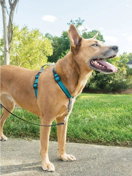 PetSafe 3 in 1 Harness