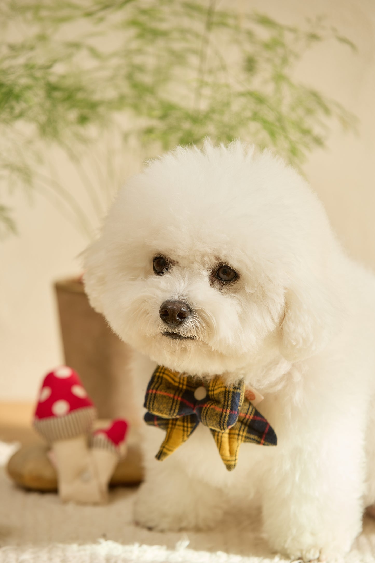 HIKOINU - 格紋蝴蝶結