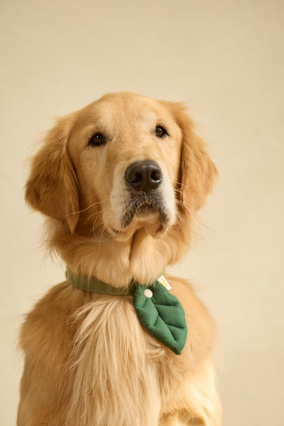 HIKOINU - 基礎葉款