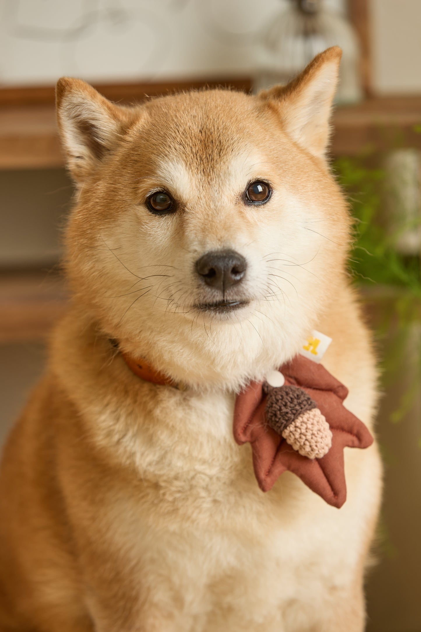 HIKOINU - 橡果葉款（啡色）