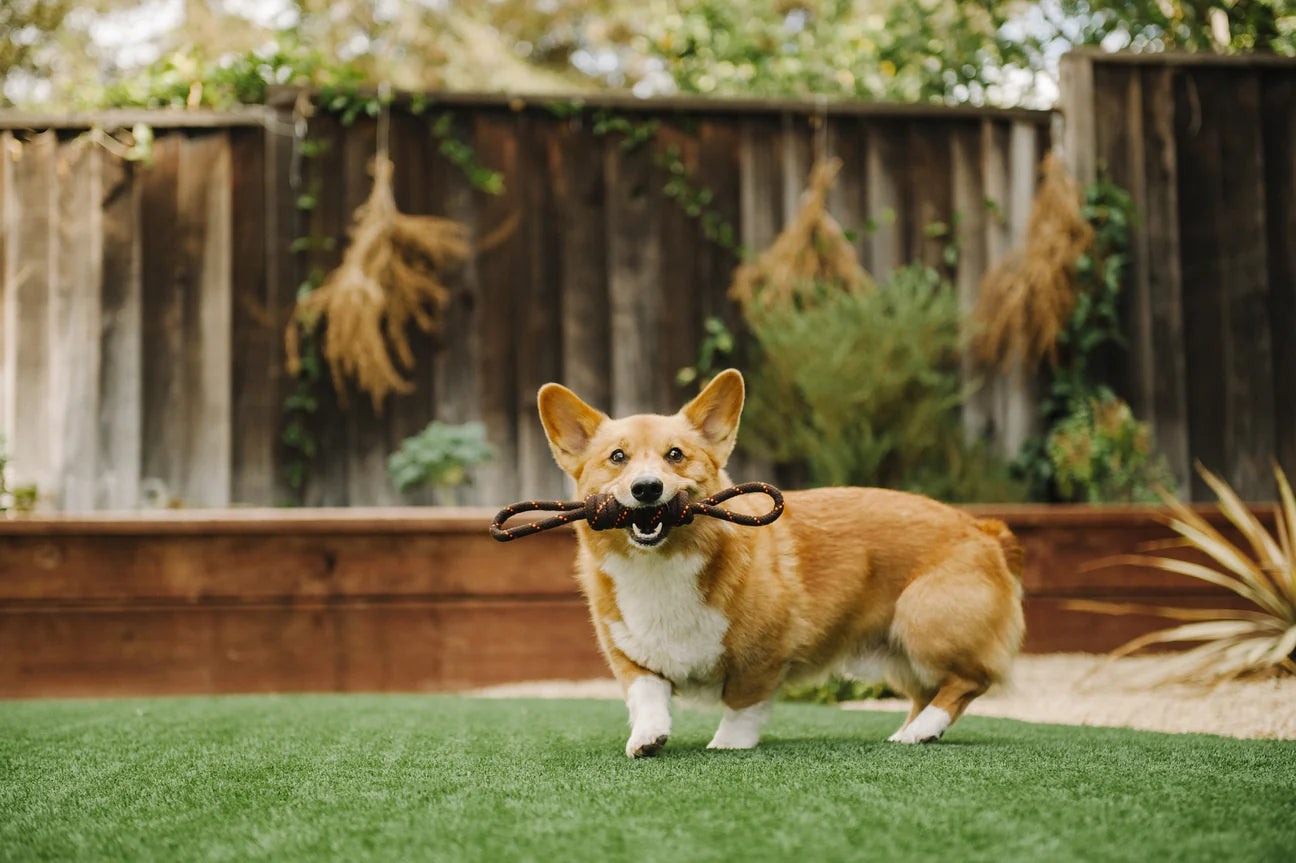 P.L.A.Y. Tug Rope Toy (Small)