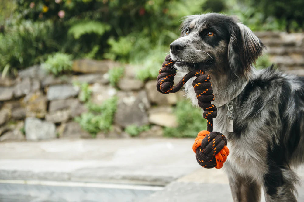 P.L.A.Y. Tug Ball Rope Toy (Small)