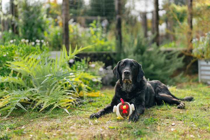 P.L.A.Y. - Barnyard Buddies_Rooster_S#PY7218FSF