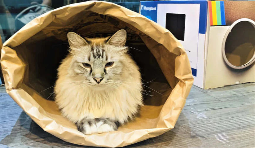 CAT BANG 米紙袋玩具