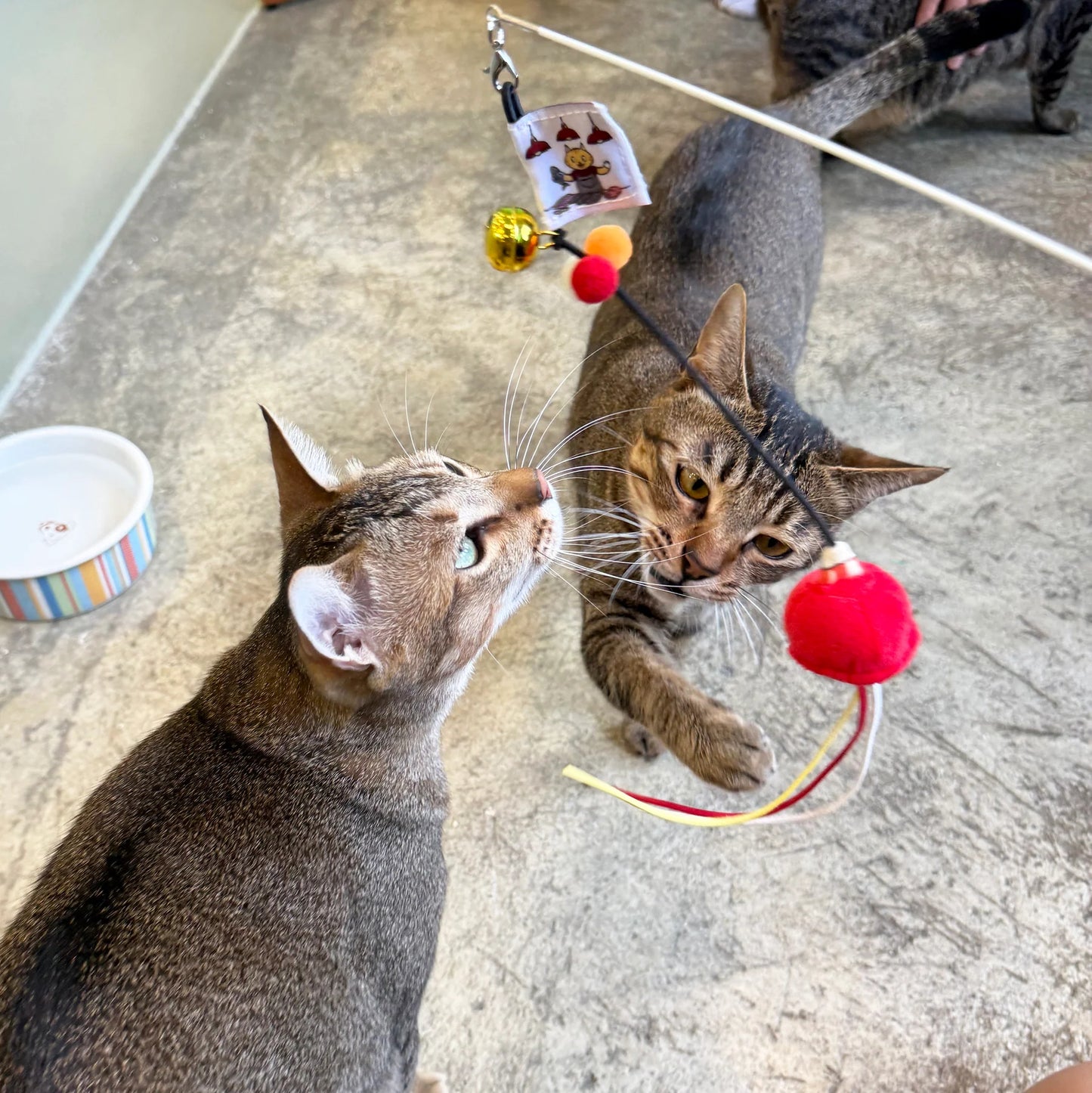 Meow² | 紅色街市燈逗貓棒