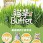 [Cat Nip Buffet] Soilless Hydroponic Cat Grass Growing Kit