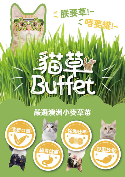 【貓草Buffet 】無土水培貓草種子包 - 澳洲小麥草種子包 ReFill裝2包入