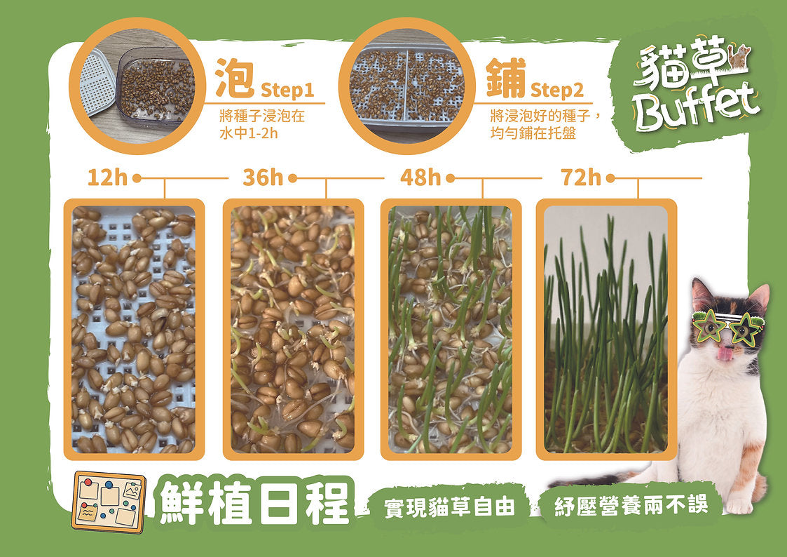 [Cat Nip Buffet] Soilless Hydroponic Cat Grass Seed Pack – Australian Wheatgrass Refill (2 Packs)