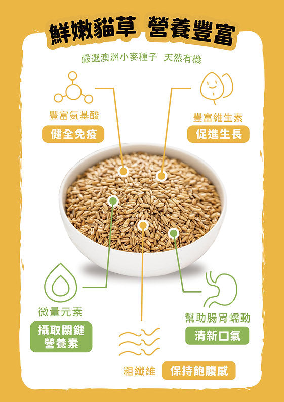 [Cat Nip Buffet] Soilless Hydroponic Cat Grass Growing Kit