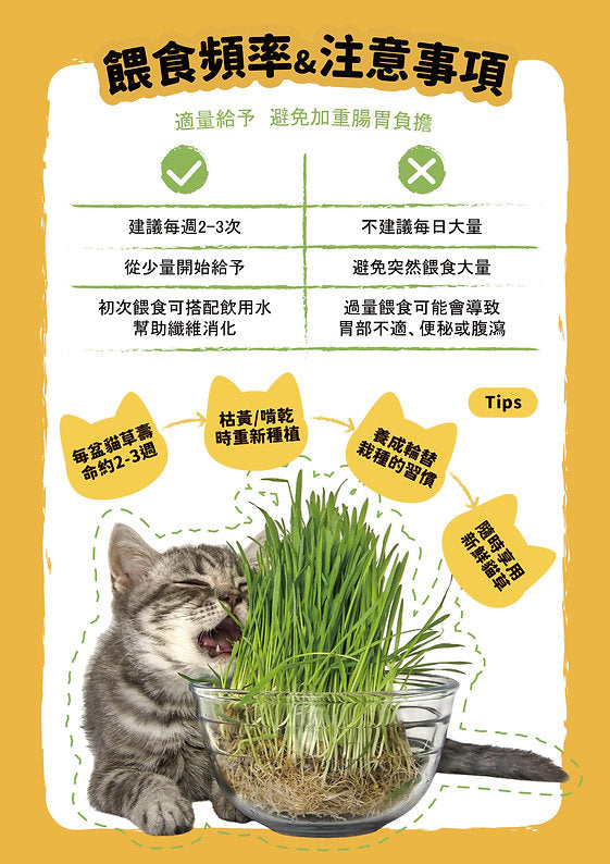 [Cat Nip Buffet] Soilless Hydroponic Cat Grass Seed Pack – Australian Wheatgrass Refill (2 Packs)