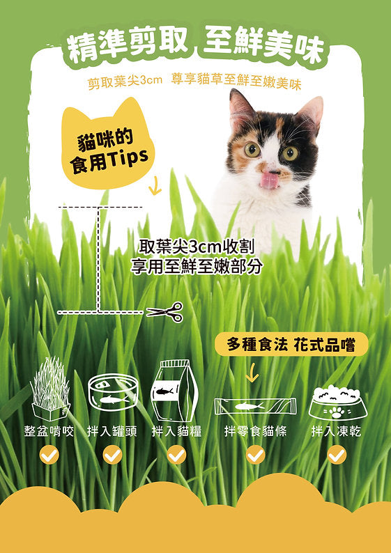 [Cat Nip Buffet] Soilless Hydroponic Cat Grass Growing Kit