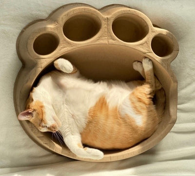 CATBANG - Large Cushion >10kg - SPCA HK