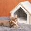 TAILODY - Mute Compact (Pre-Order) - SPCA HK
