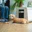 TAILODY - Mute Bunker (Pre-order) - SPCA HK
