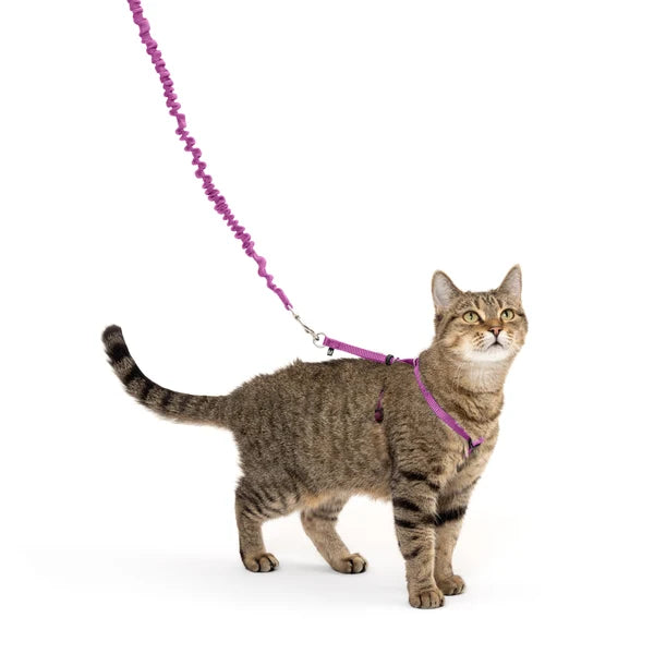 Petsafe-Harness & Bungee Leash For Cat