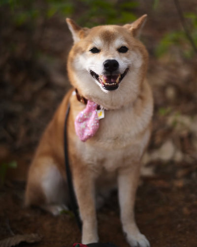 HIKOINU - 亮片迷你款（粉紅色）