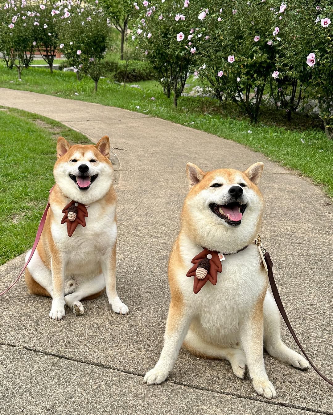 HIKOINU - 橡果葉款（啡色）