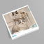 SPCA Cat Monthly Wall Calendar 2026
