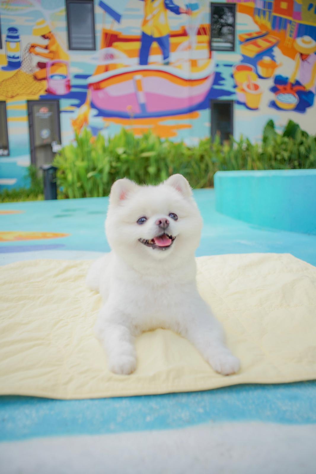 AU-au! Teddy Heaven Traval Mat (Plus)