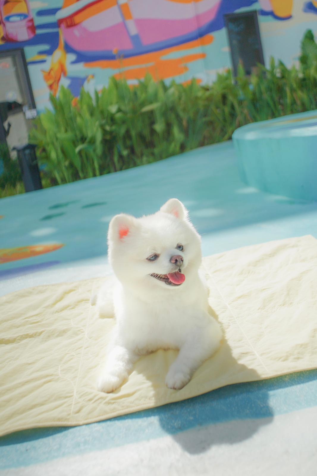 AU-au! Teddy Heaven Traval Mat (Plus)