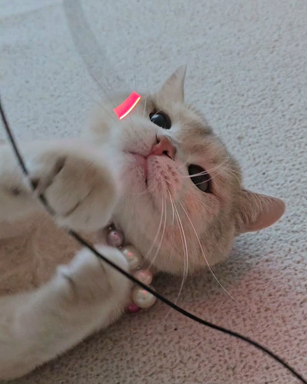 Pet Care - LUMIWHISKER Light Up Fiber Optic Cat Wand - SPCA HK