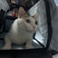 Small Cat -Waterproof Pet Shoulder Bag