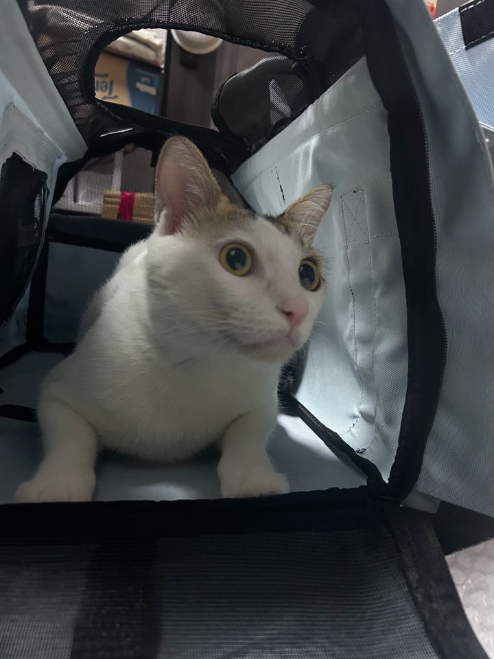 Small Cat -Waterproof Pet Shoulder Bag