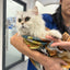 SPCA X Leon Magic Wrapper