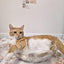 CAT BANG Transparent DDUNDDUNI Cat Nest