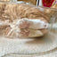CAT BANG Transparent DDUNDDUNI Cat Nest